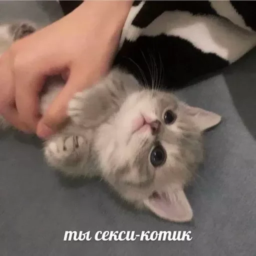 Sticker cats_for_conversation - 1