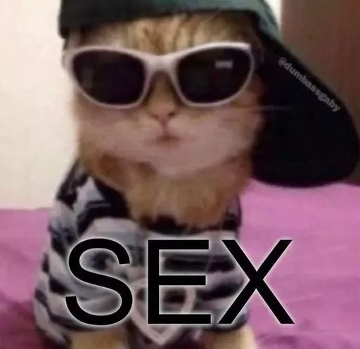 Sticker cats_for_conversation - 1