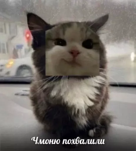 Sticker cats_for_conversation - 1