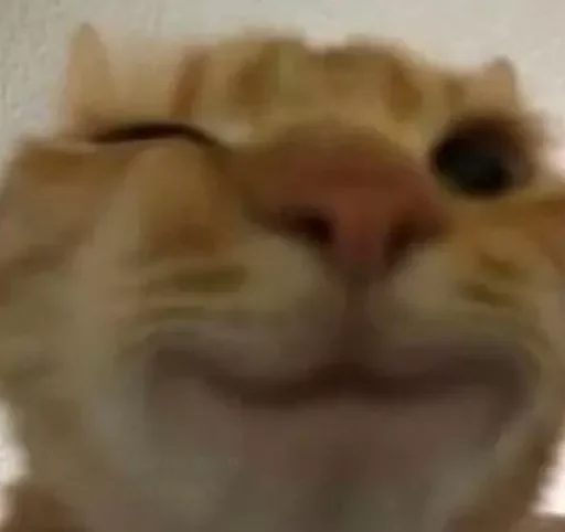 Стикер cats_for_conversation - 1