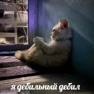 Sticker котики на каждый день by @ImmuneFOMOshit - 6