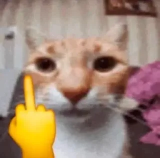 Sticker котики на каждый день by @ImmuneFOMOshit - 4