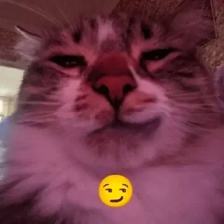 Sticker котики на каждый день by @ImmuneFOMOshit - 0