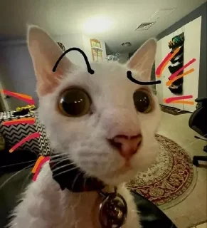 Sticker котики на каждый день by @ImmuneFOMOshit - 7