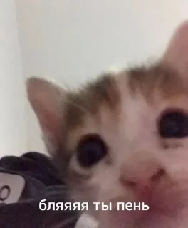 Sticker котики на каждый день by @ImmuneFOMOshit - 11