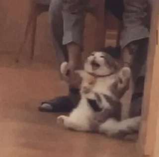 Стикер Котики сю - 9