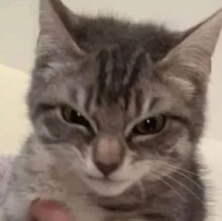 Стикер Котики сю - 2