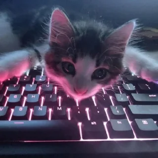 Стикер Котики сю - 7