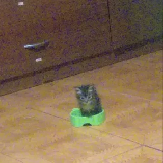 Стикер Котики сю - 6