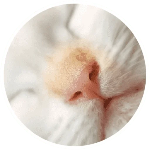 Котики  и лапки - 