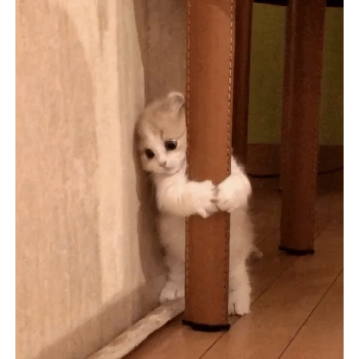 indoor small to medium-sized cats wall