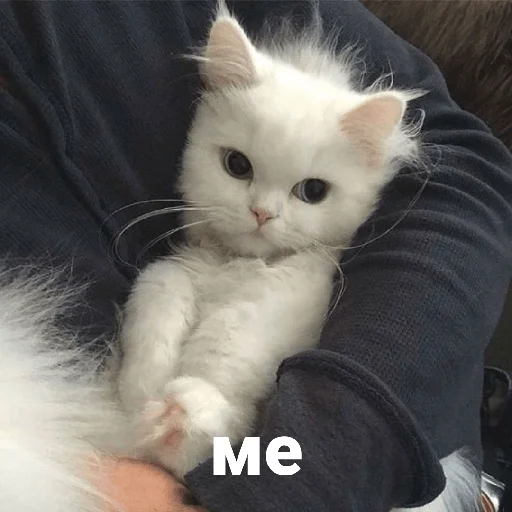 animal mammal domestic cat