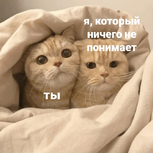 animal mammal small to medium-sized cats