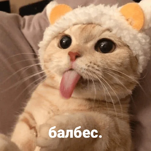 mammal animal small to medium-sized cats