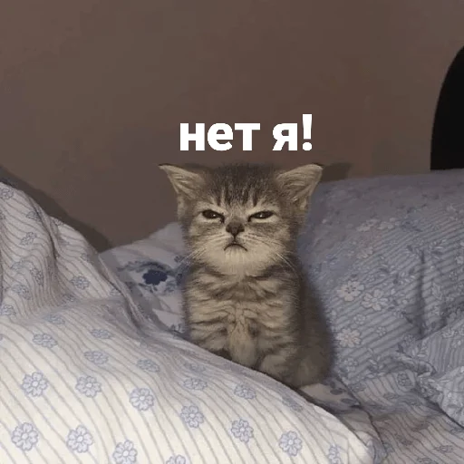 animal domestic cat mammal