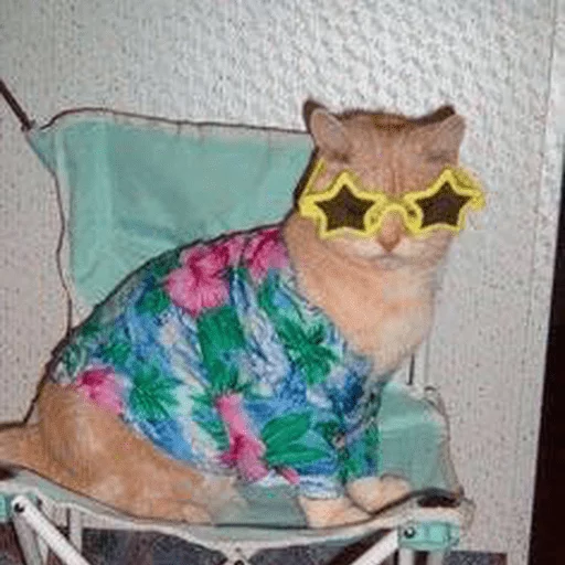 cat animal domestic cat