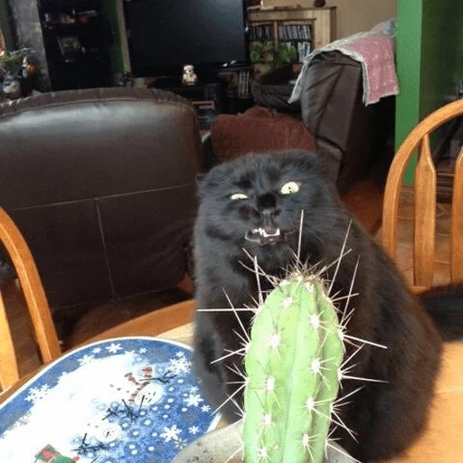 animal indoor furniture