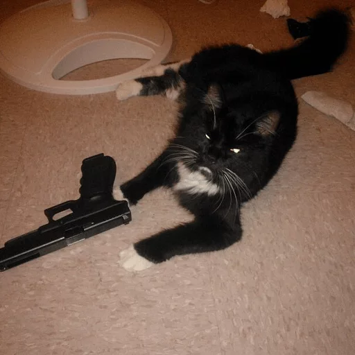 cat animal small to medium-sized cats