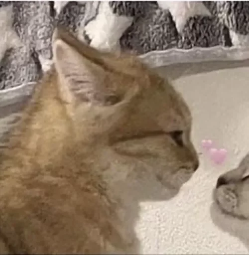 Стикер catsasthemeaningoflifemeow - 1