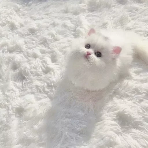 Стикер catsasthemeaningoflifemeow - 1