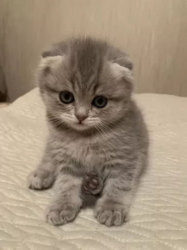 Sticker catsasthemeaningoflifemeow - 1