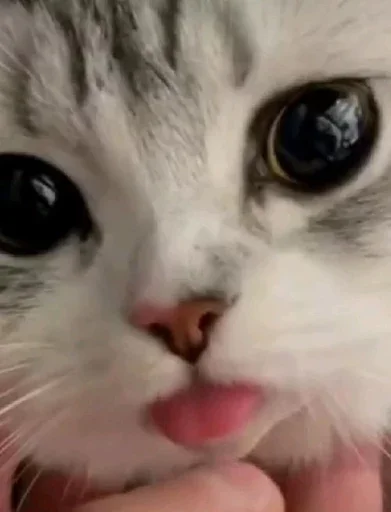 Стикер catsasthemeaningoflifemeow - 1