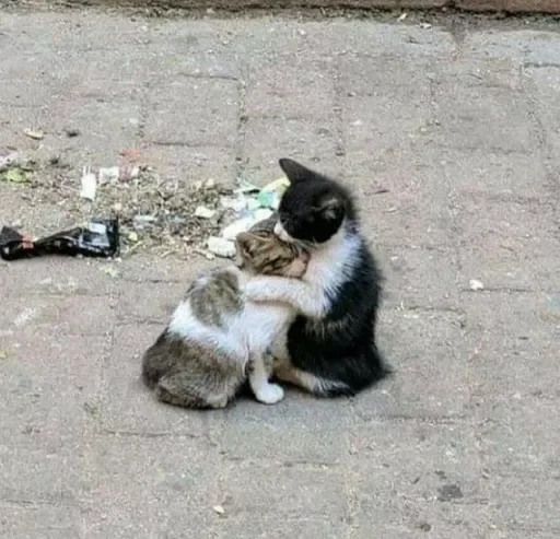 Стикер catsasthemeaningoflifemeow - 1