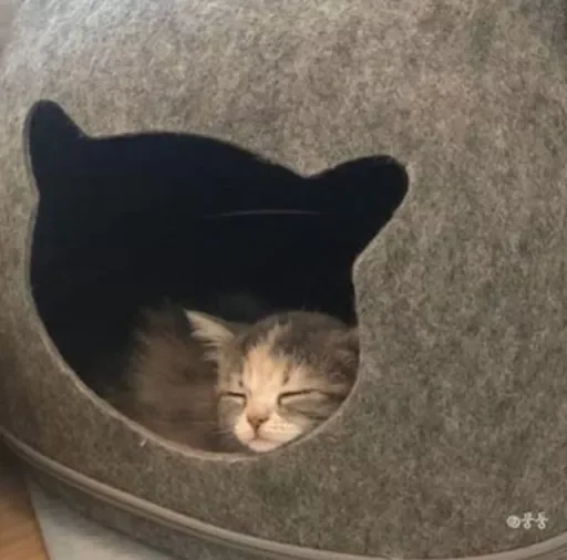 Стикер catsasthemeaningoflifemeow - 1