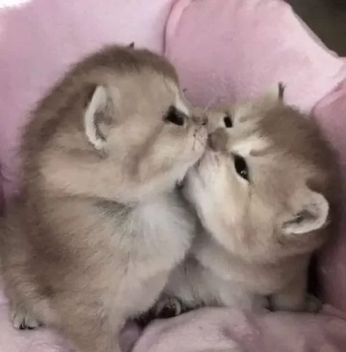 Стикер catsasthemeaningoflifemeow - 1