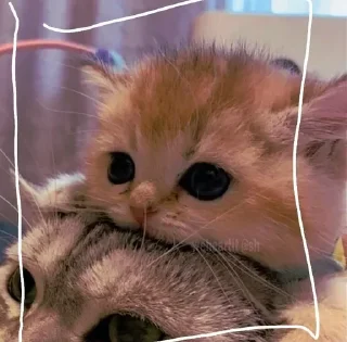 Sticker котикикаксмыслжизни - 10