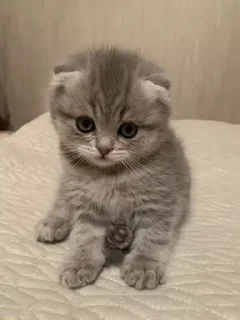 Sticker котикикаксмыслжизни - 7