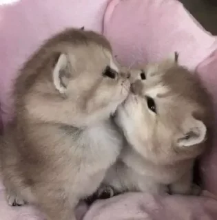 Sticker котикикаксмыслжизни - 0