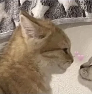 Sticker котикикаксмыслжизни - 11