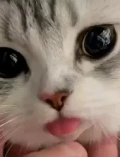 Sticker котикикаксмыслжизни - 6