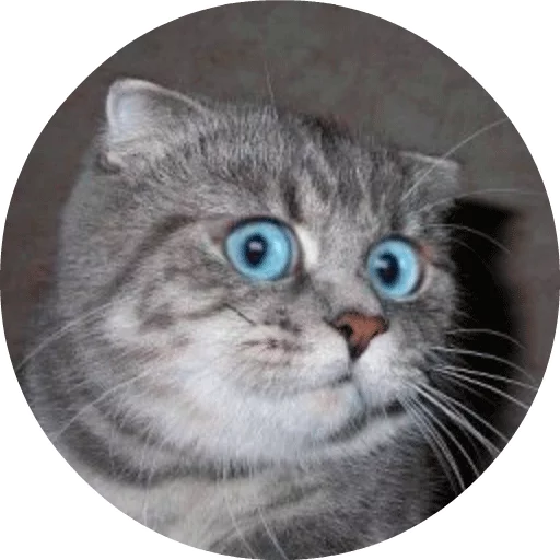 Sticker catsbySmol2 - 0