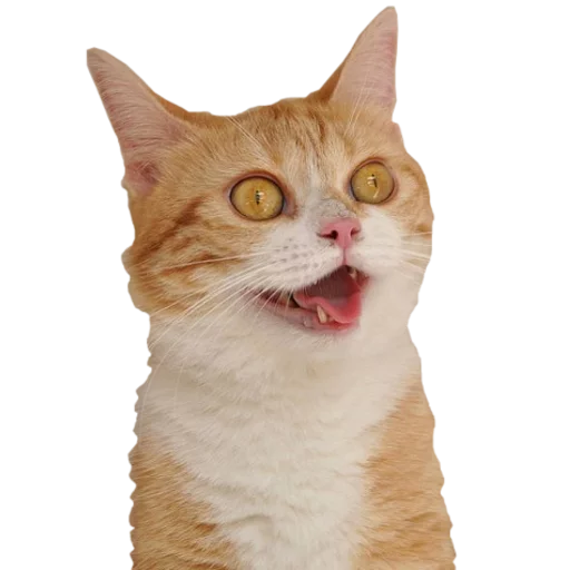 animal mammal domestic cat