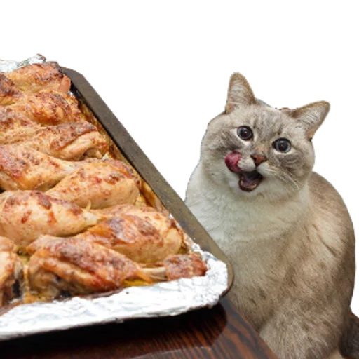 small to medium-sized cats animal fast food