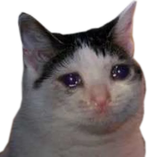 mammal animal domestic cat