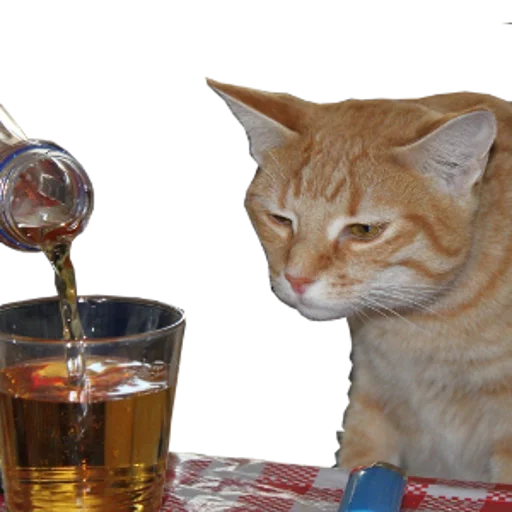 cat animal small to medium-sized cats