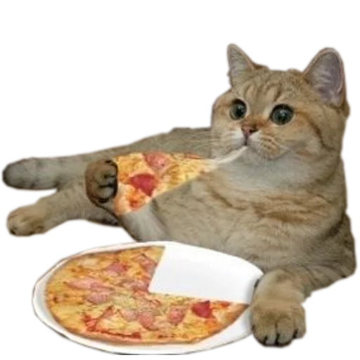 pizza food small to medium-sized cats