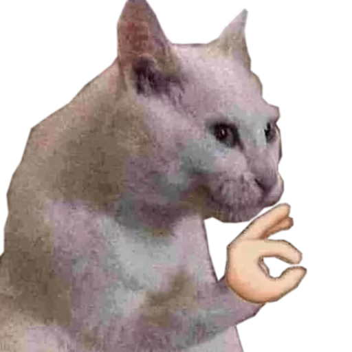 animal mammal domestic cat