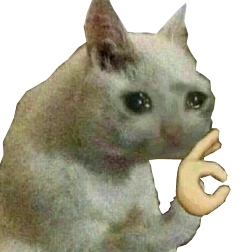 animal mammal small to medium-sized cats