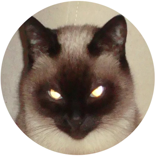 animal mammal small to medium-sized cats