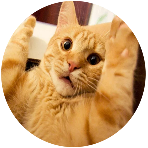 mammal animal small to medium-sized cats