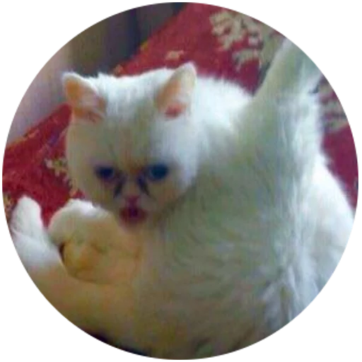 mammal domestic cat animal