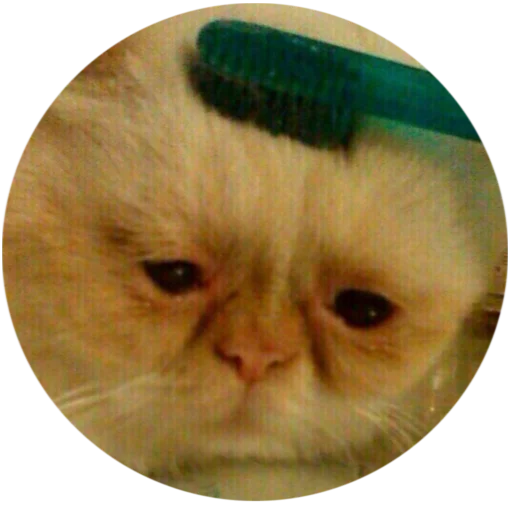 animal mammal small to medium-sized cats