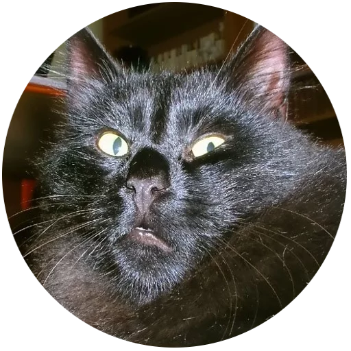 animal mammal domestic cat