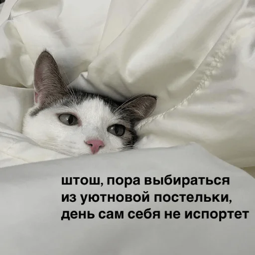 Sticker catsdontsleep - 1