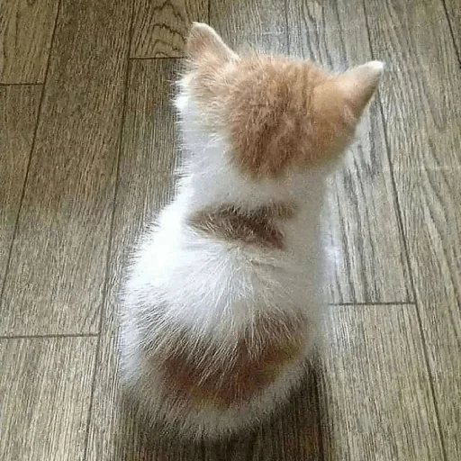 Sticker catsdontsleep - 1