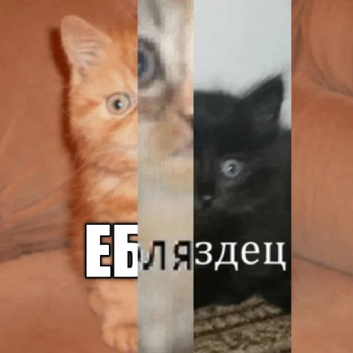 Sticker catsdontsleep - 1